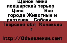 Щенок мини иокширский терьер › Цена ­ 10 000 - Все города Животные и растения » Собаки   . Тверская обл.,Конаково г.